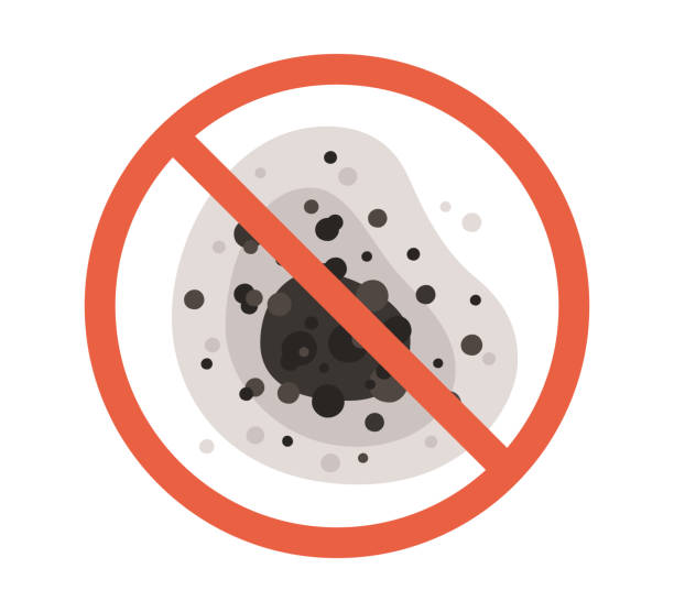 Best Black Mold Removal  in Pahokee, FL