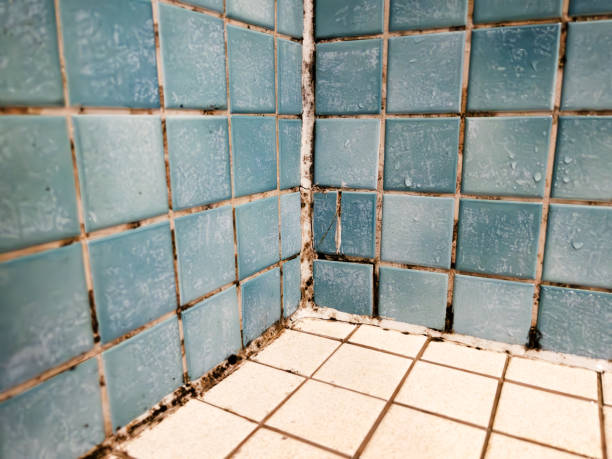 Best Basement Mold Removal  in Pahokee, FL