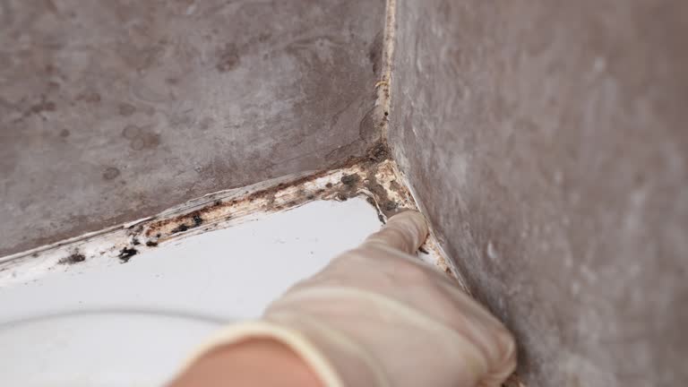 Best Mold Odor Removal Services  in Pahokee, FL